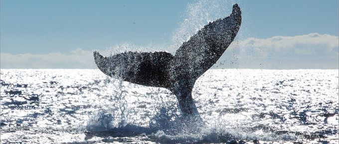 la coda della balena - corso online di scrittura creativa con antonella cilento