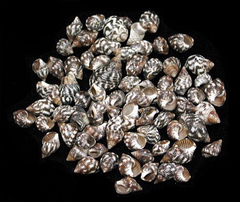 planaxis shells